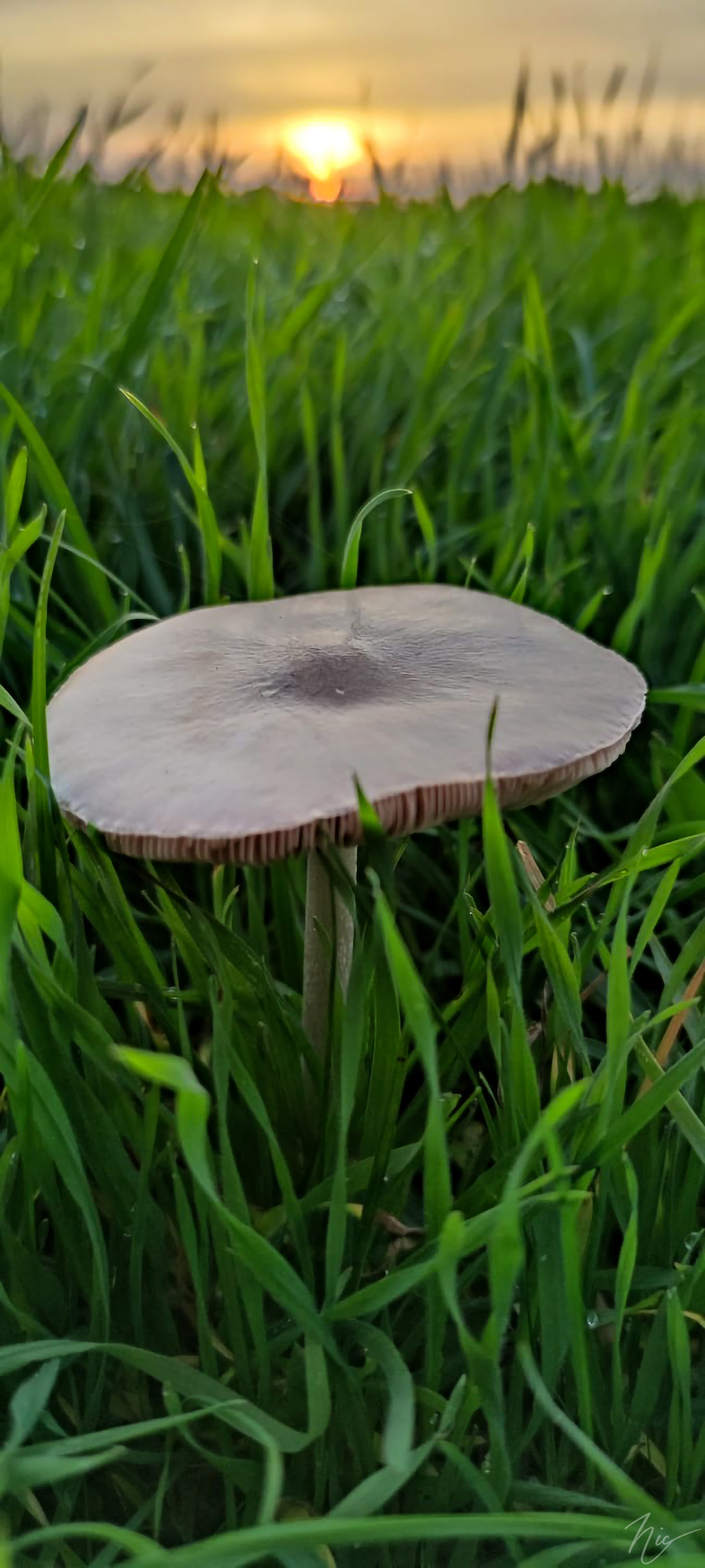 Das Glück am Wegesrand